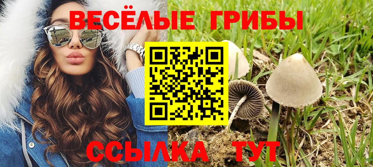 Псилоцибиновые грибы Psilocybe  Вход с VPN  Саянск  Галлюциногенные грибы GOLDEN TEACHER 